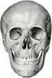 The alluring skull